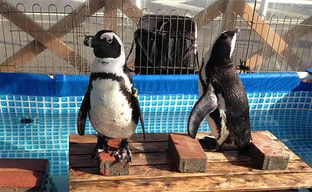 ペンギン